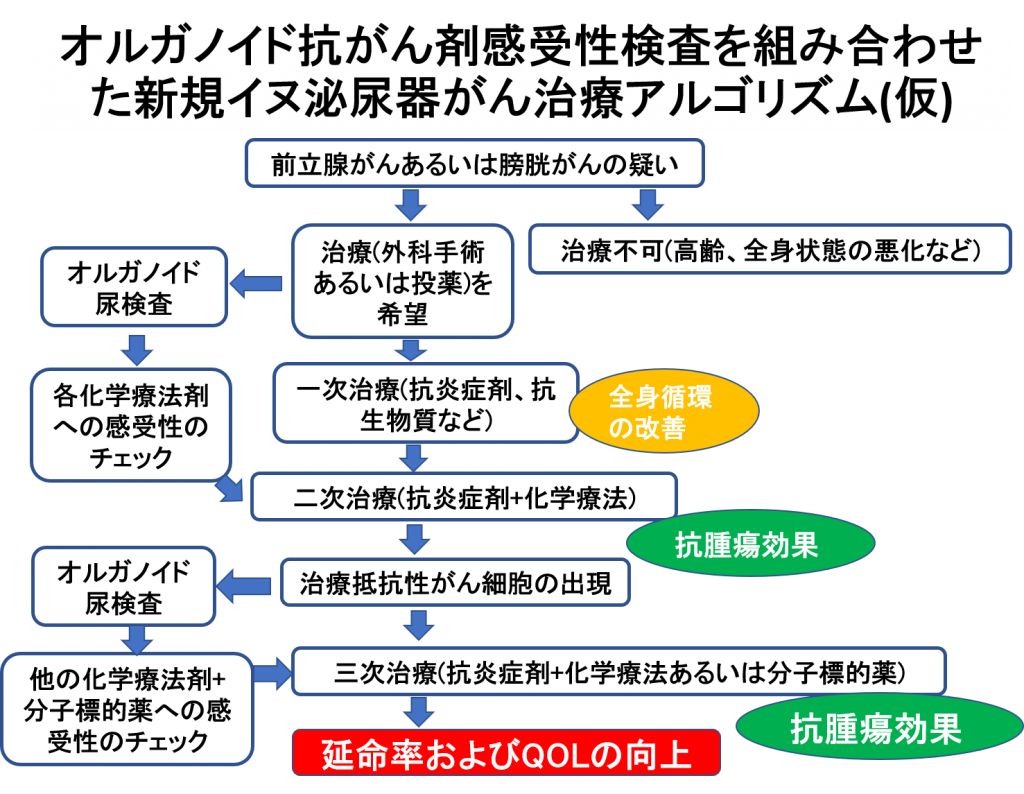 前立腺がん 膀胱がん罹患犬の抗がん剤感受性検査について